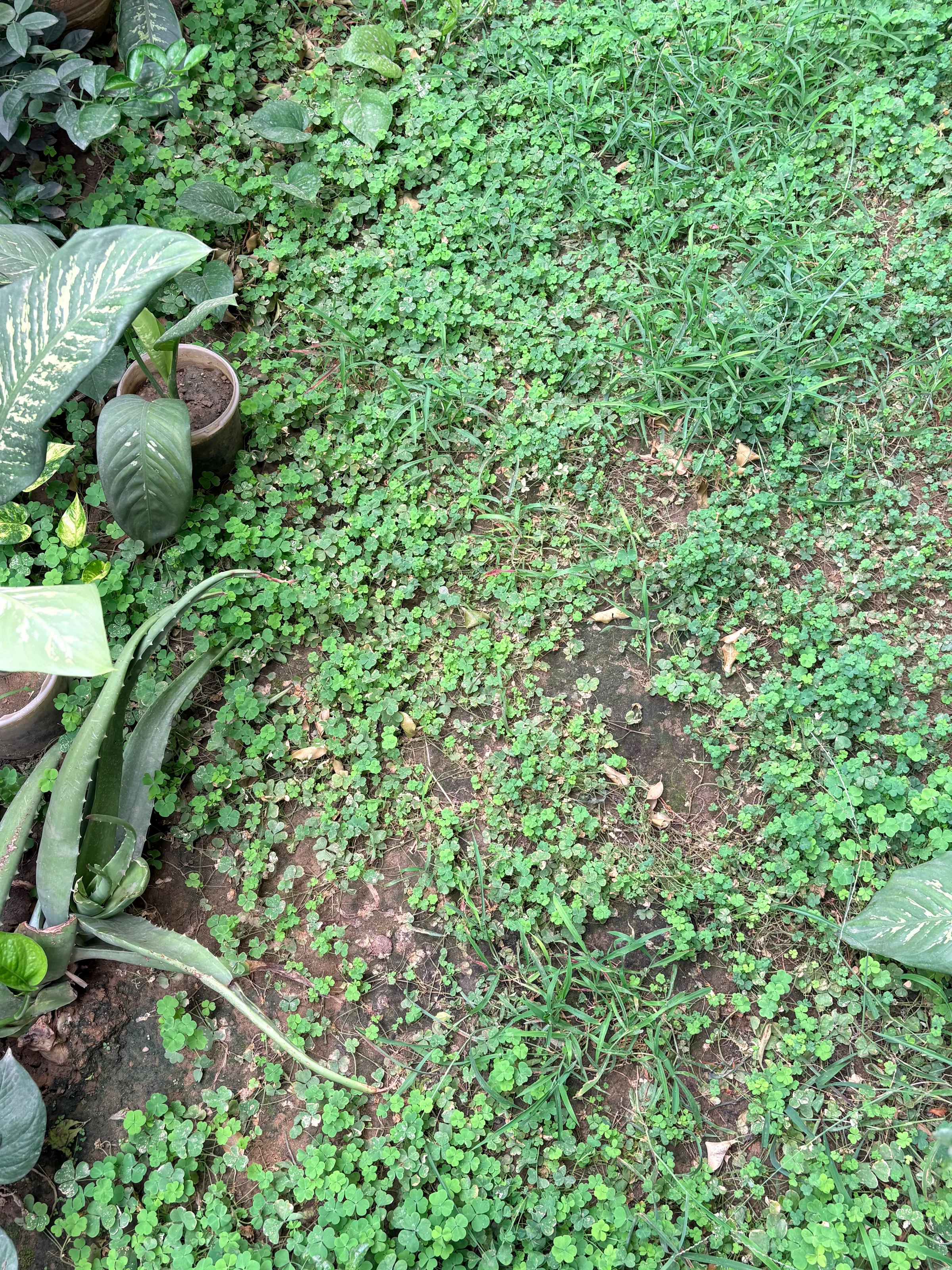 The Greens Within The Yard