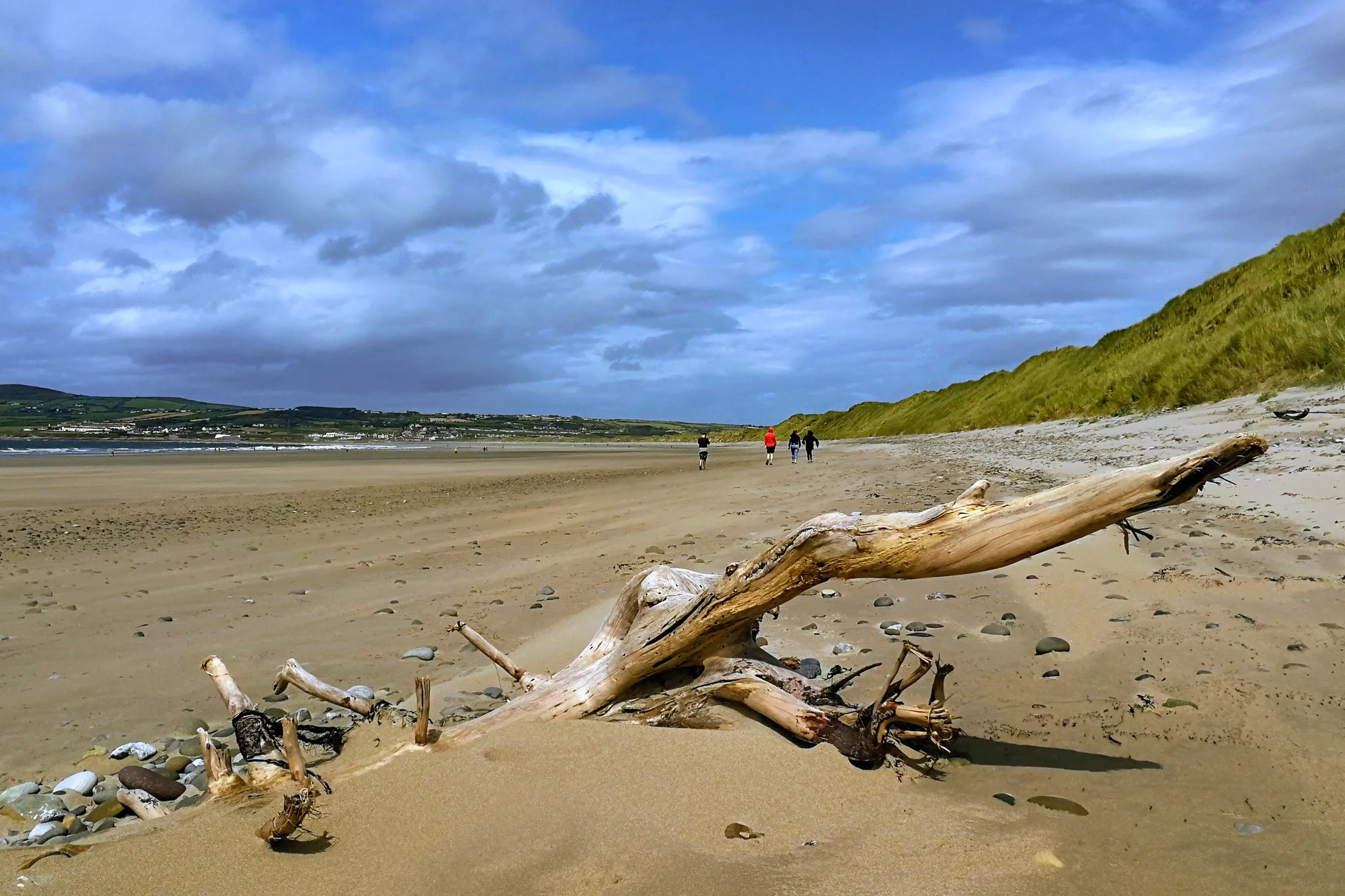 Driftwood