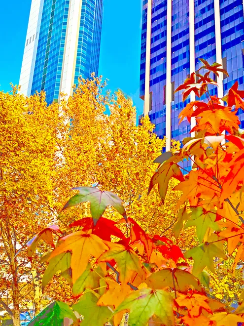 Autumn in the City