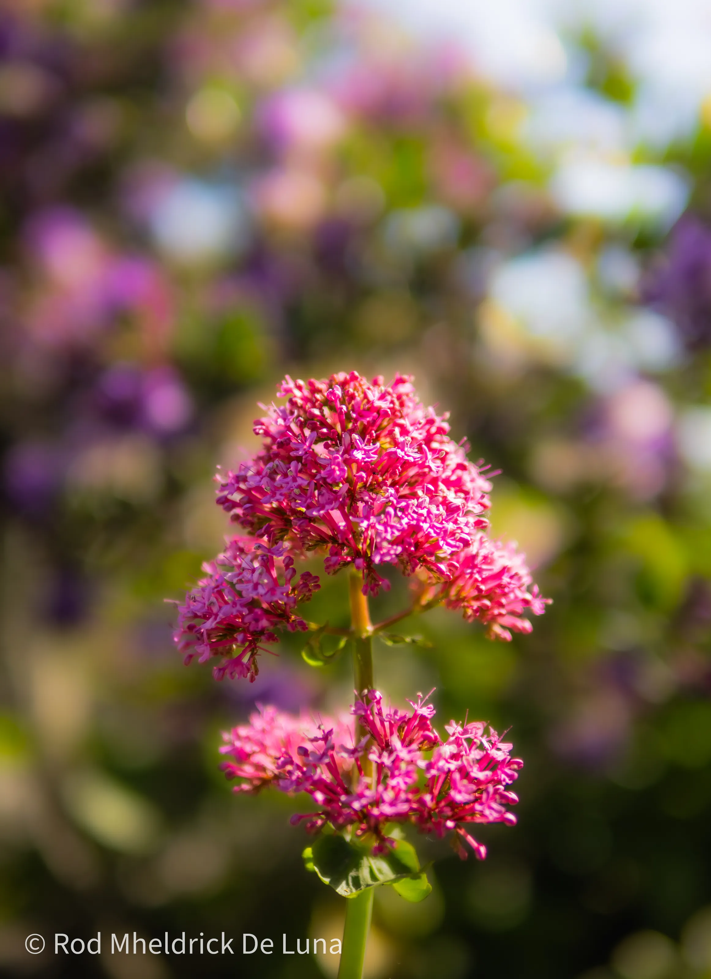 Flower Glow