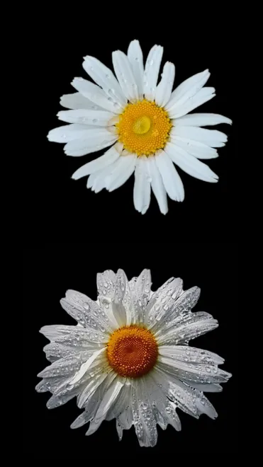 Daisies & Raindrops