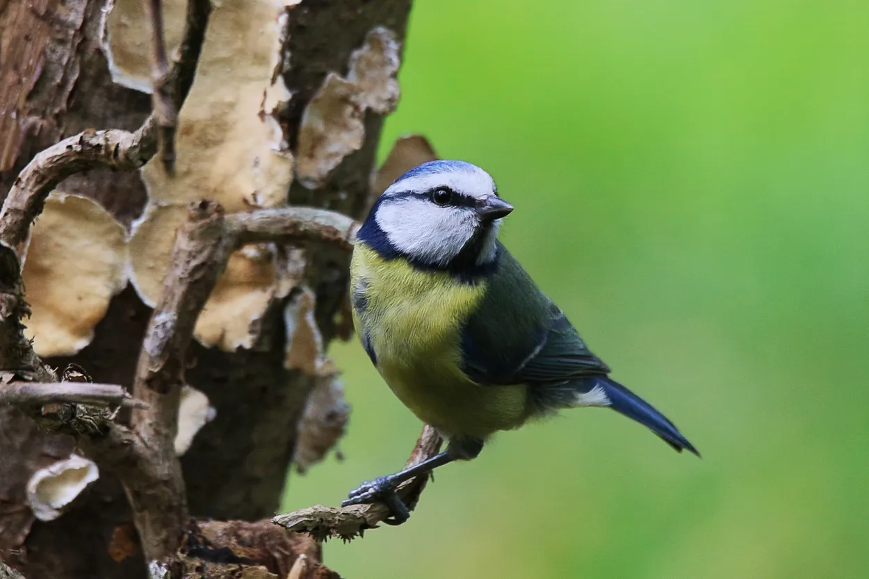 Blue Tit