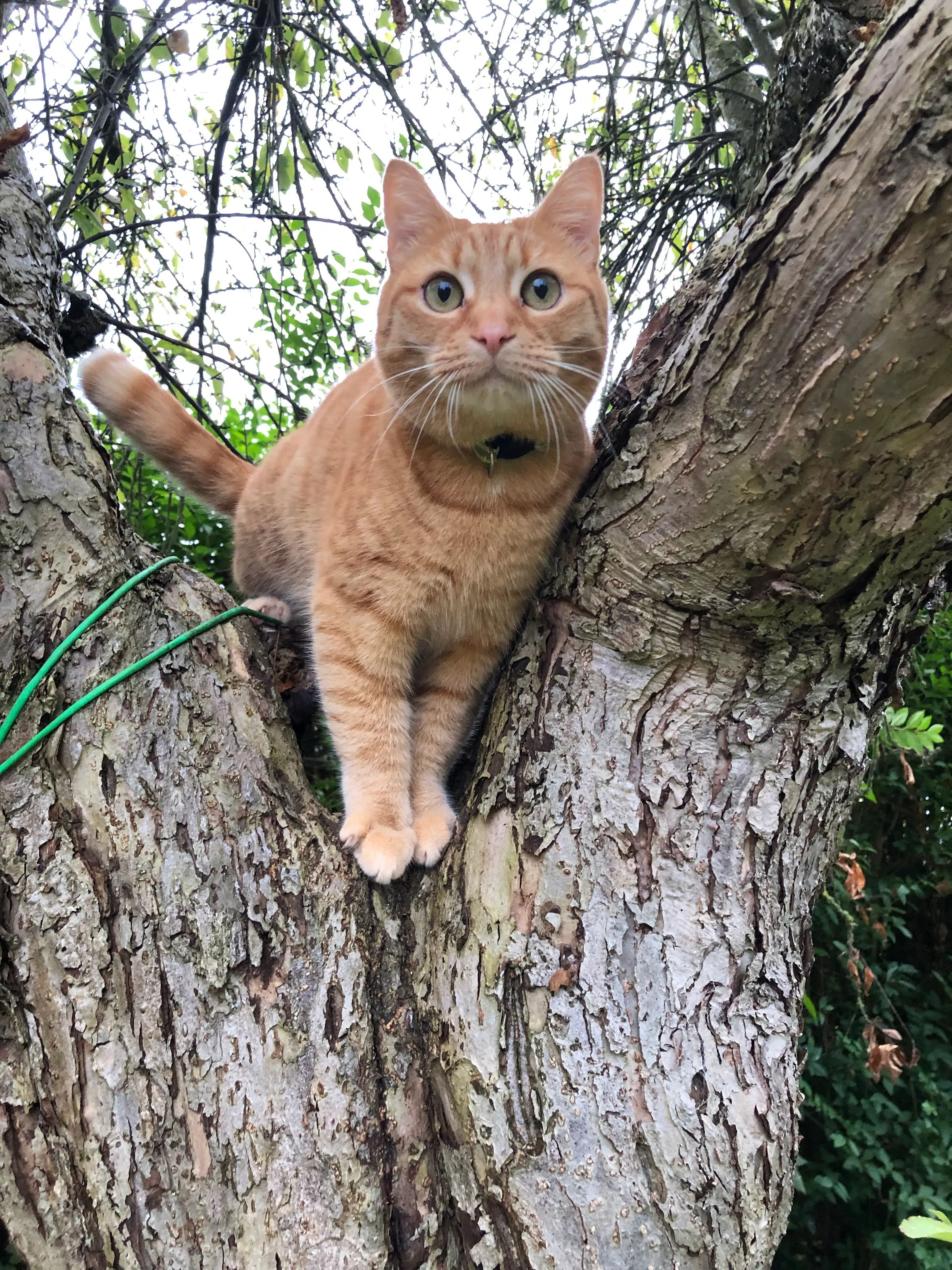 Female ginger cat