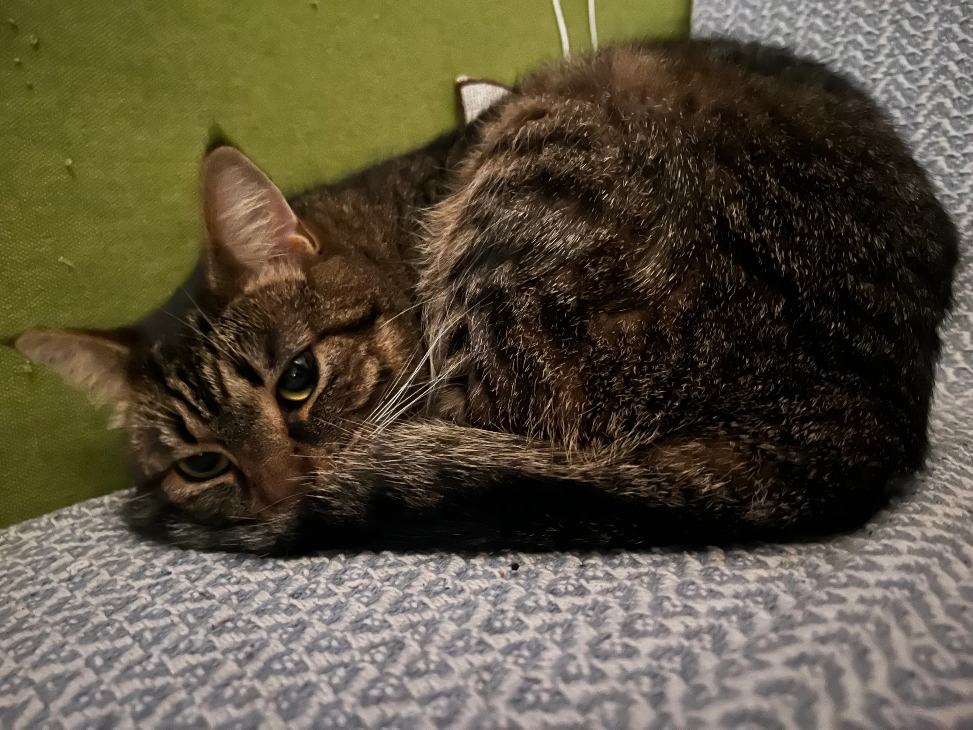 Greta