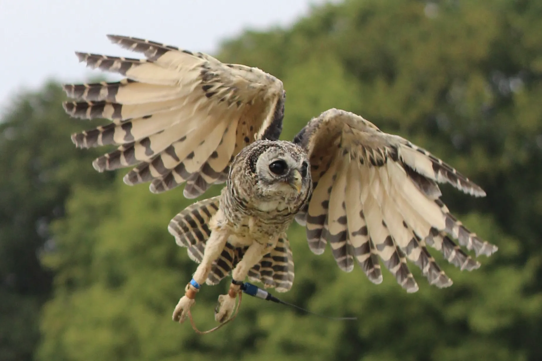 Short Eared Owl