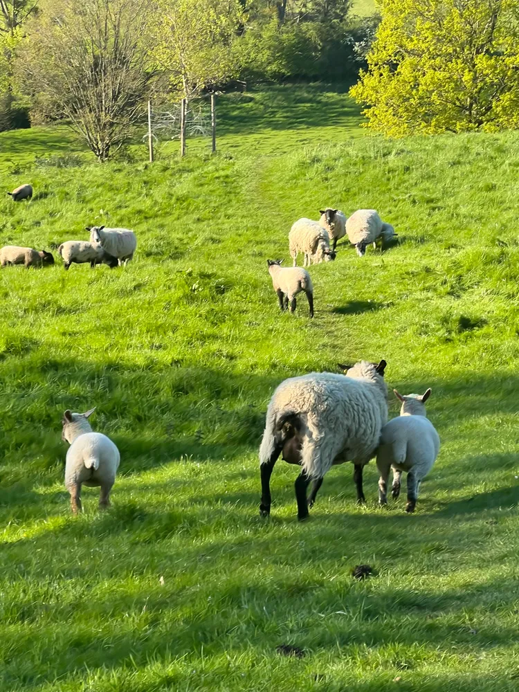 Sheep in portrait