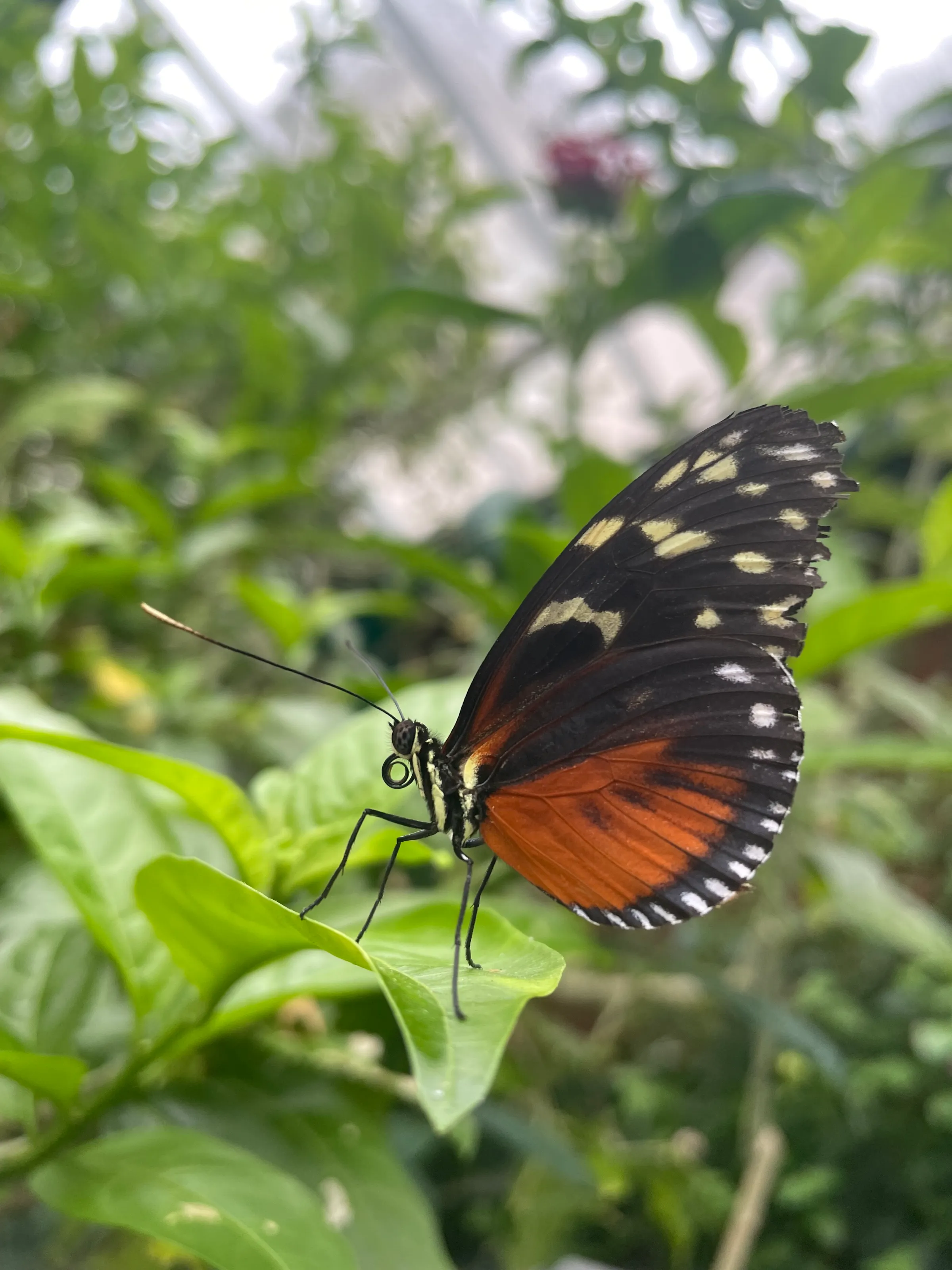 Butterfly pattern