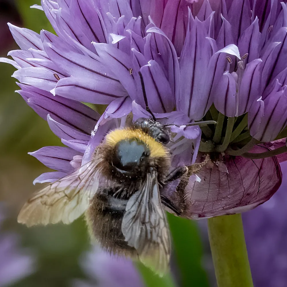 Buzzing around