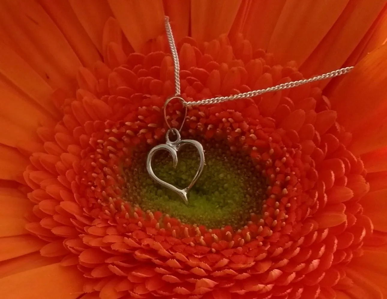 Heart in Gerbera Flower