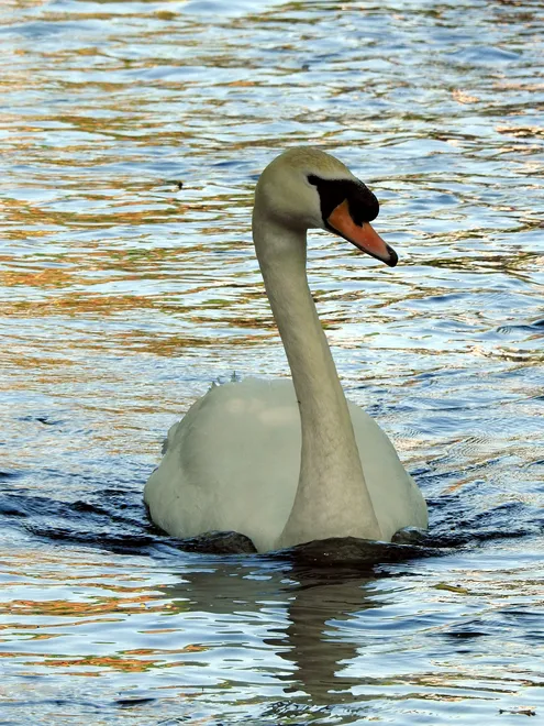 Handsome Swan!