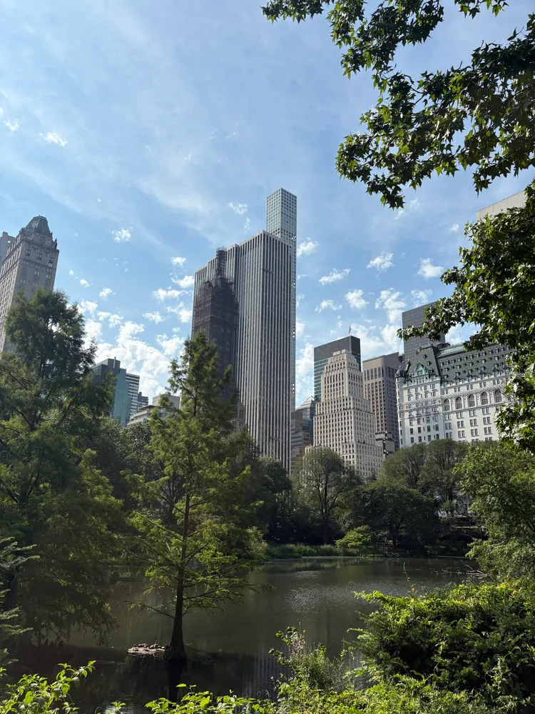 The Trees amongst the Concrete Jungle