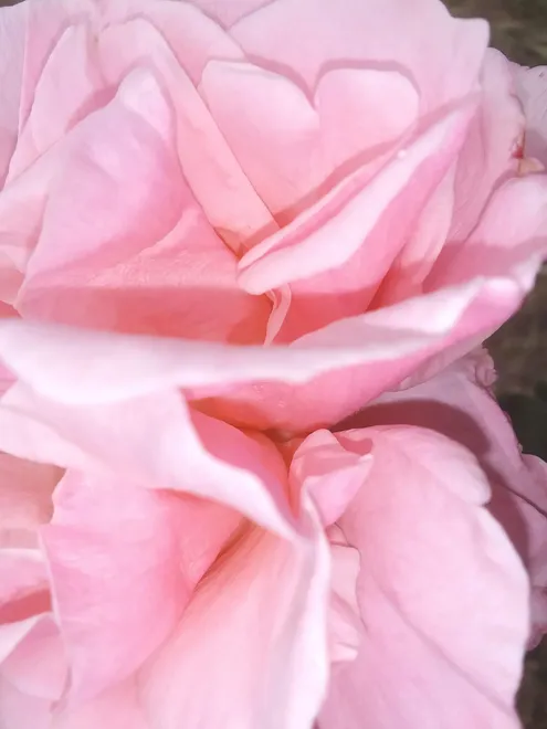 Die Rose