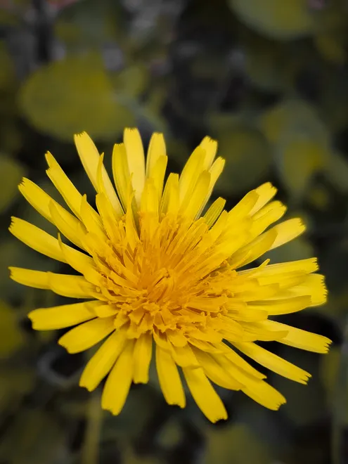 Solar flare