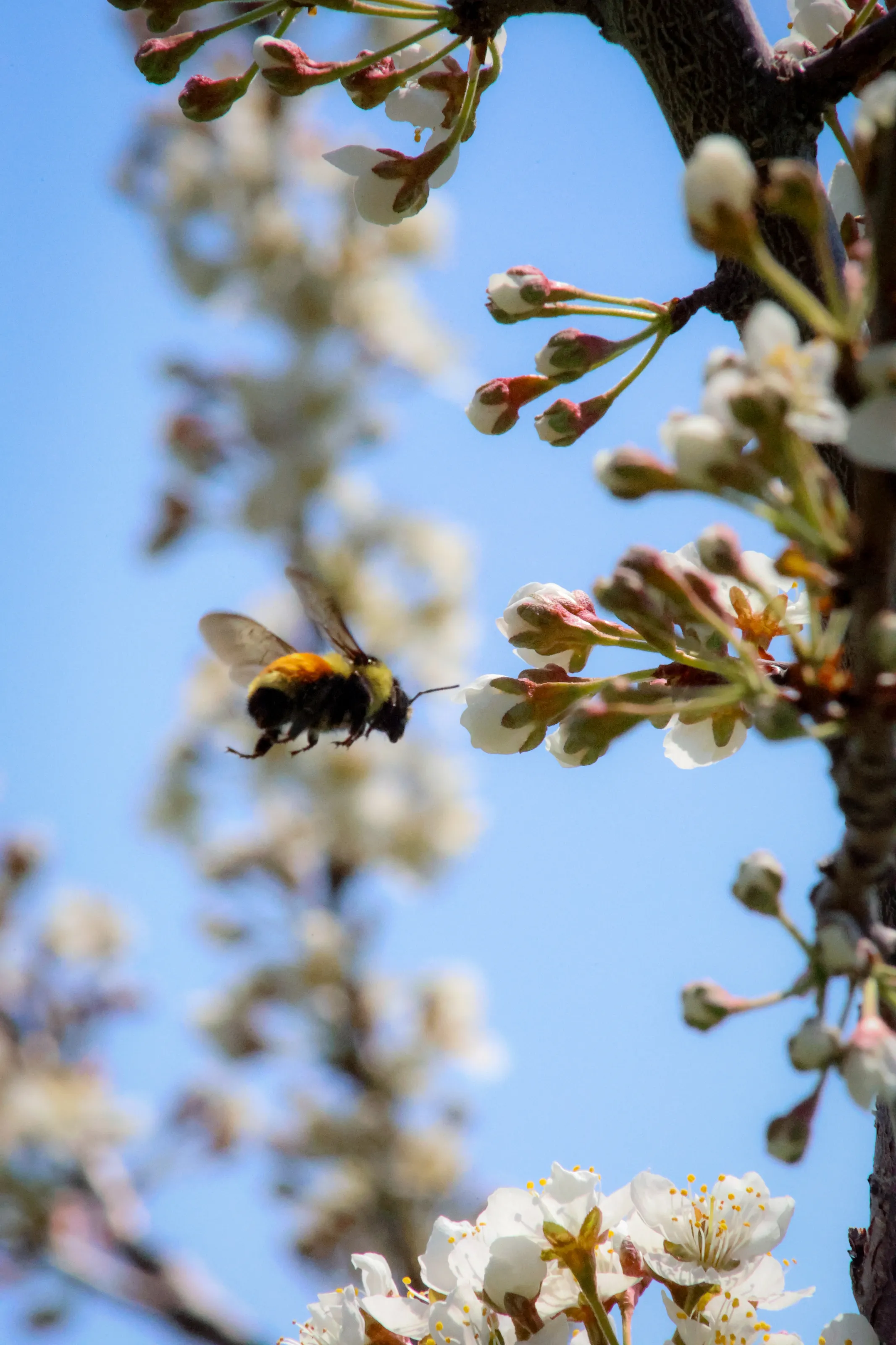 Pollinators