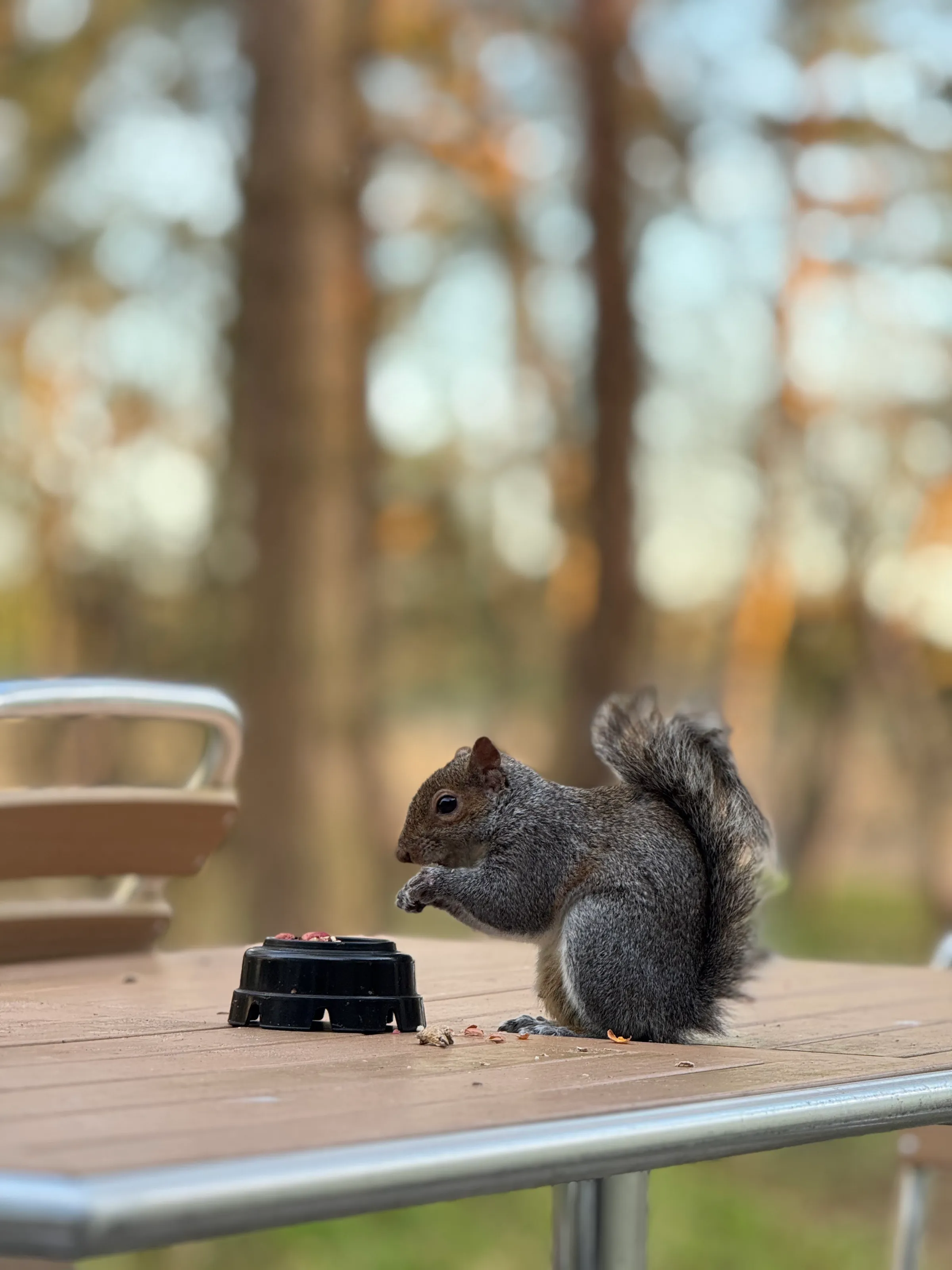 Squirrel