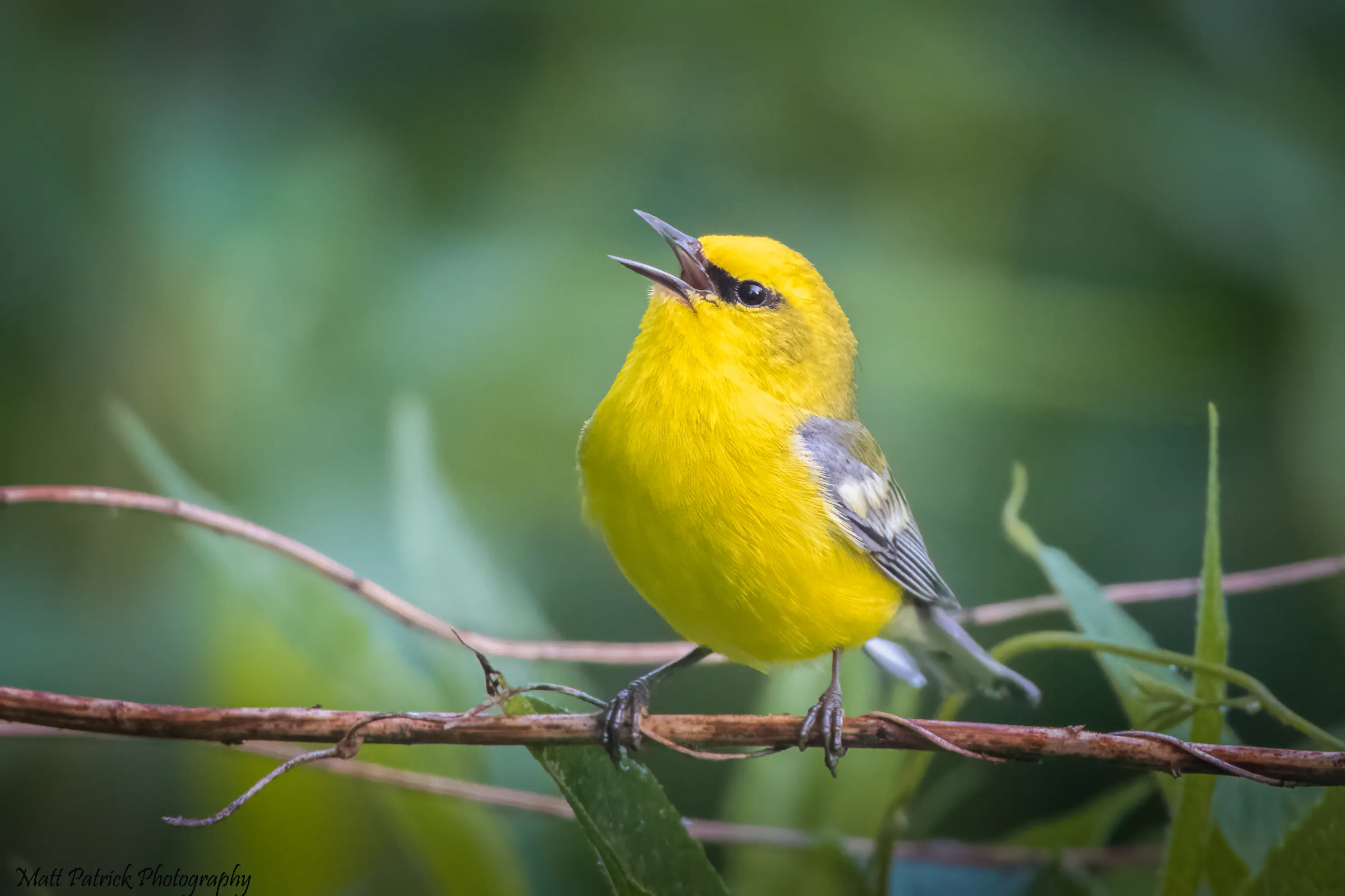 Warblers
