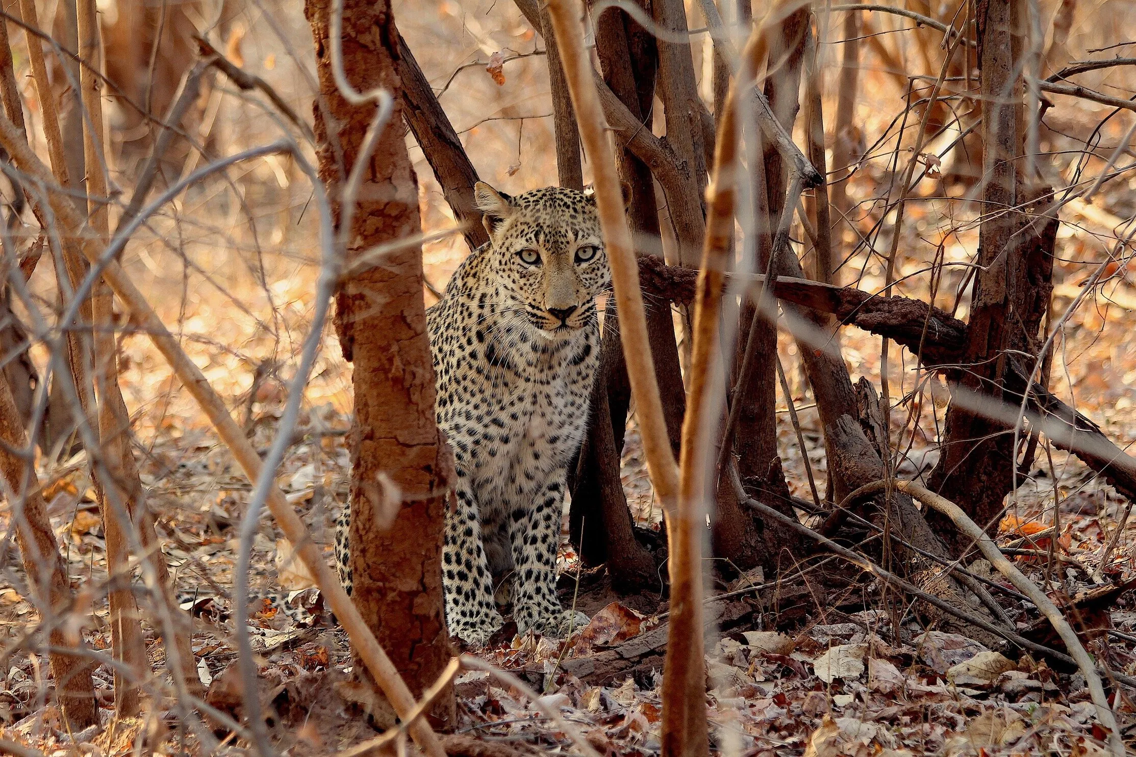 The mysterious leopard
