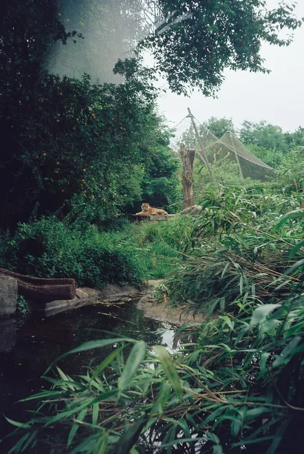 Tiger in the Trees
