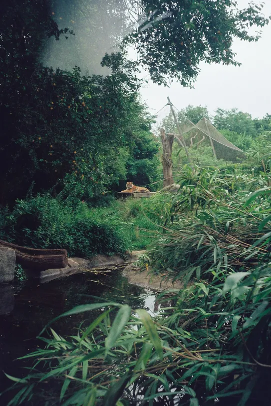 Tiger in the Trees