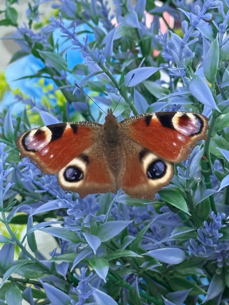 Peacock butterfly