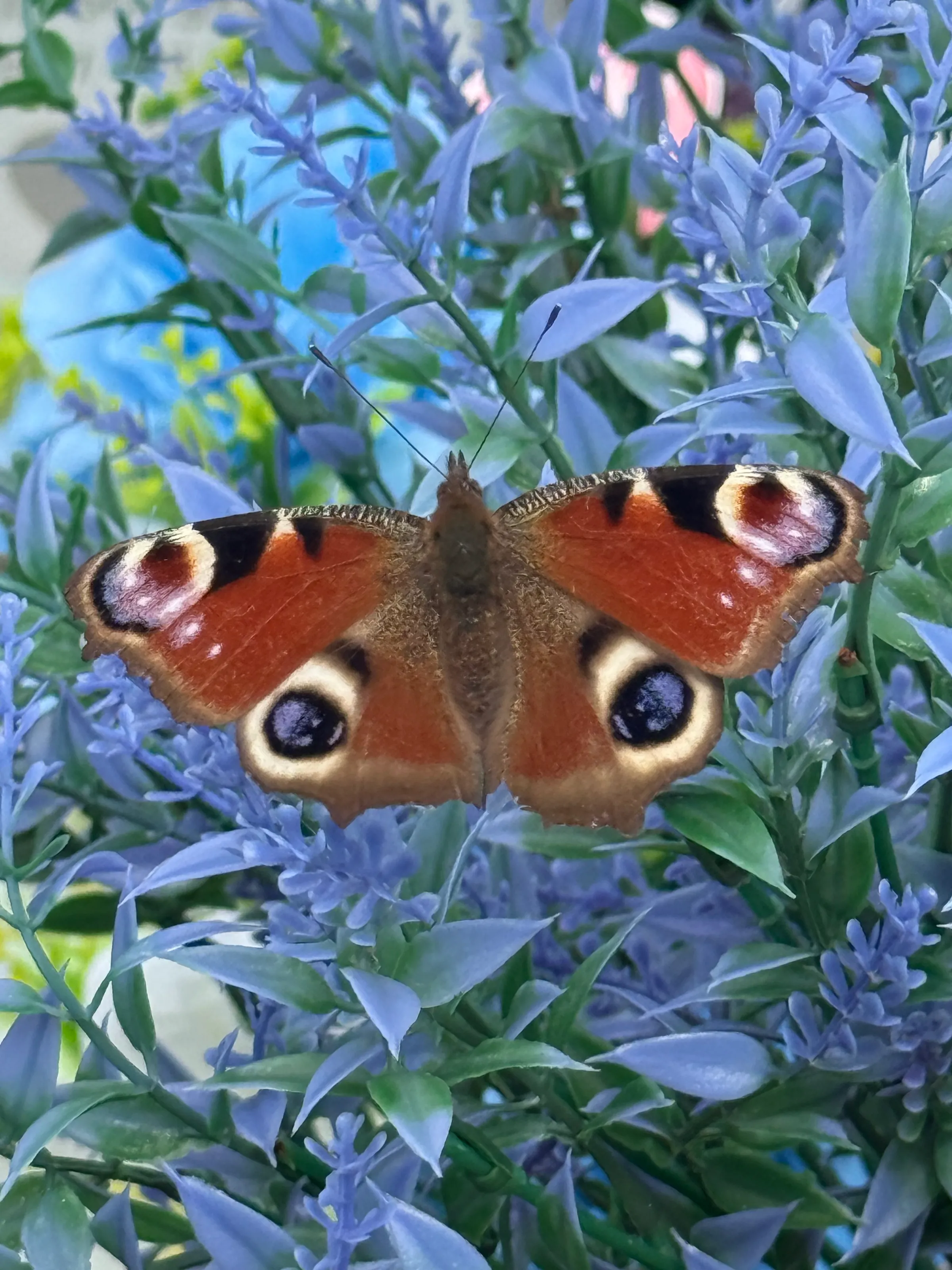 Peacock butterfly