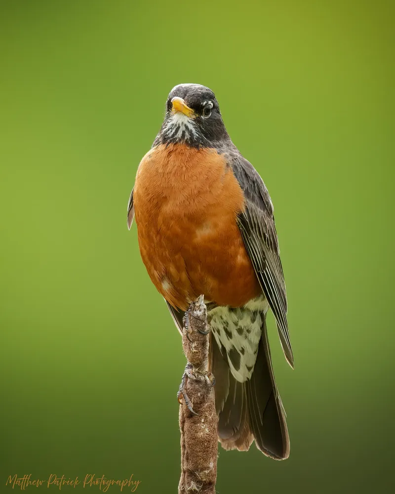 American Robin