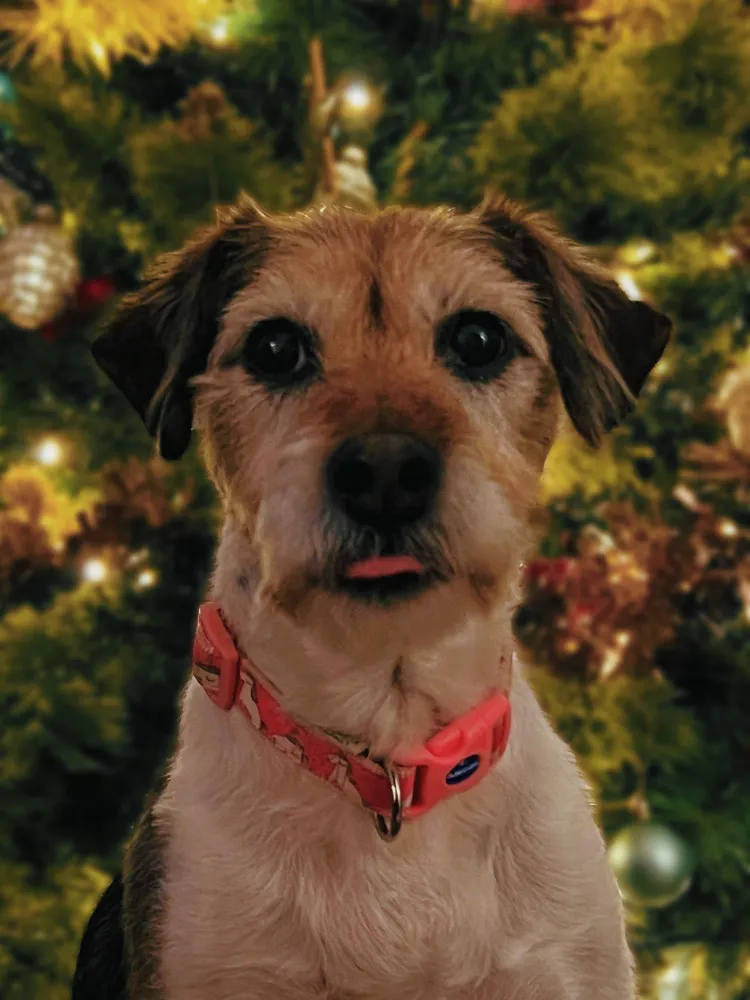 In front of the tree