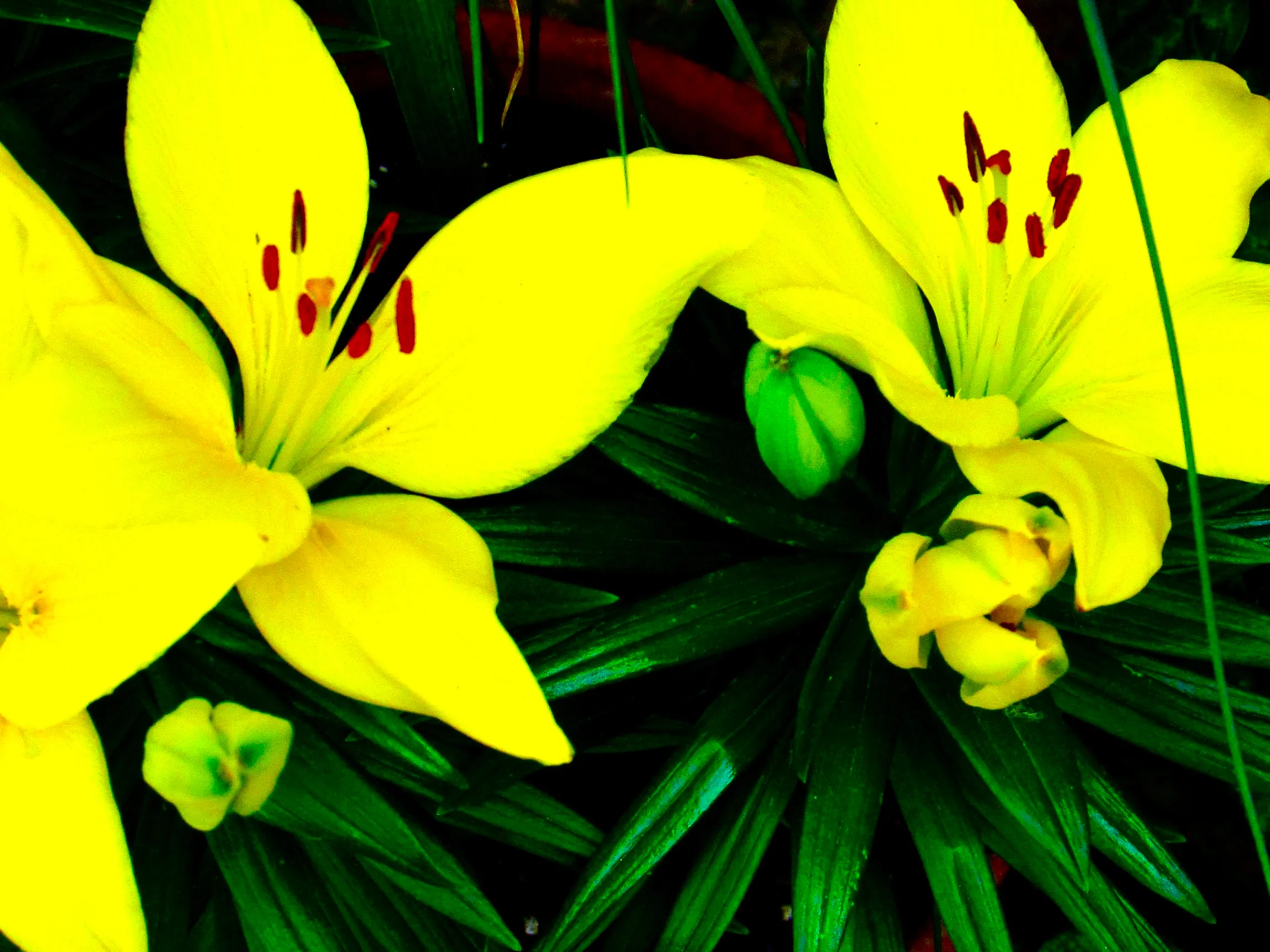 asiatic lilies