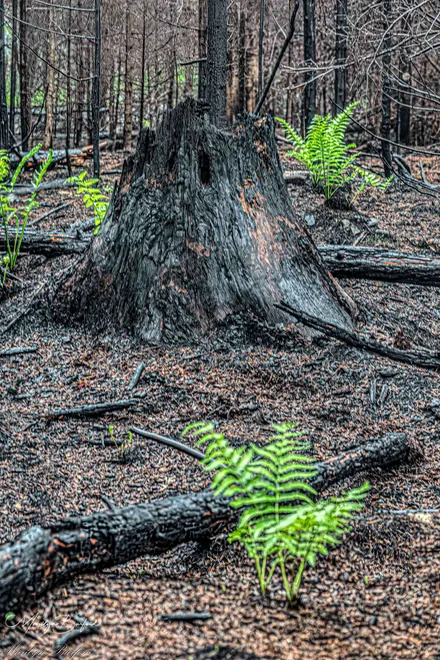 It's Stumped