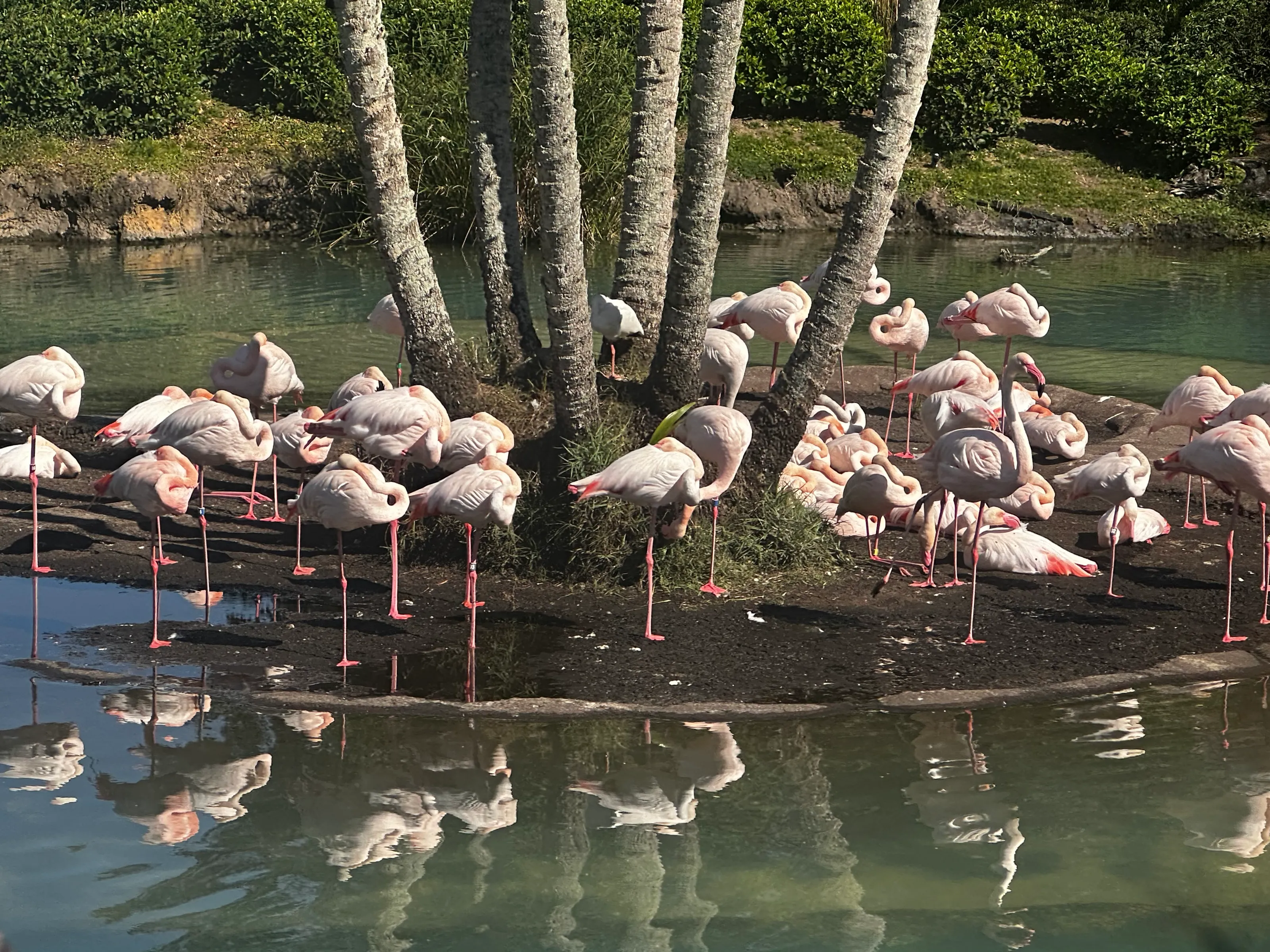 Flamingo Island