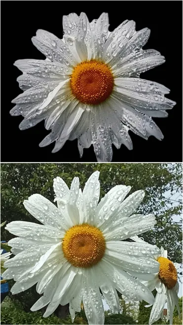 Daisy Drops