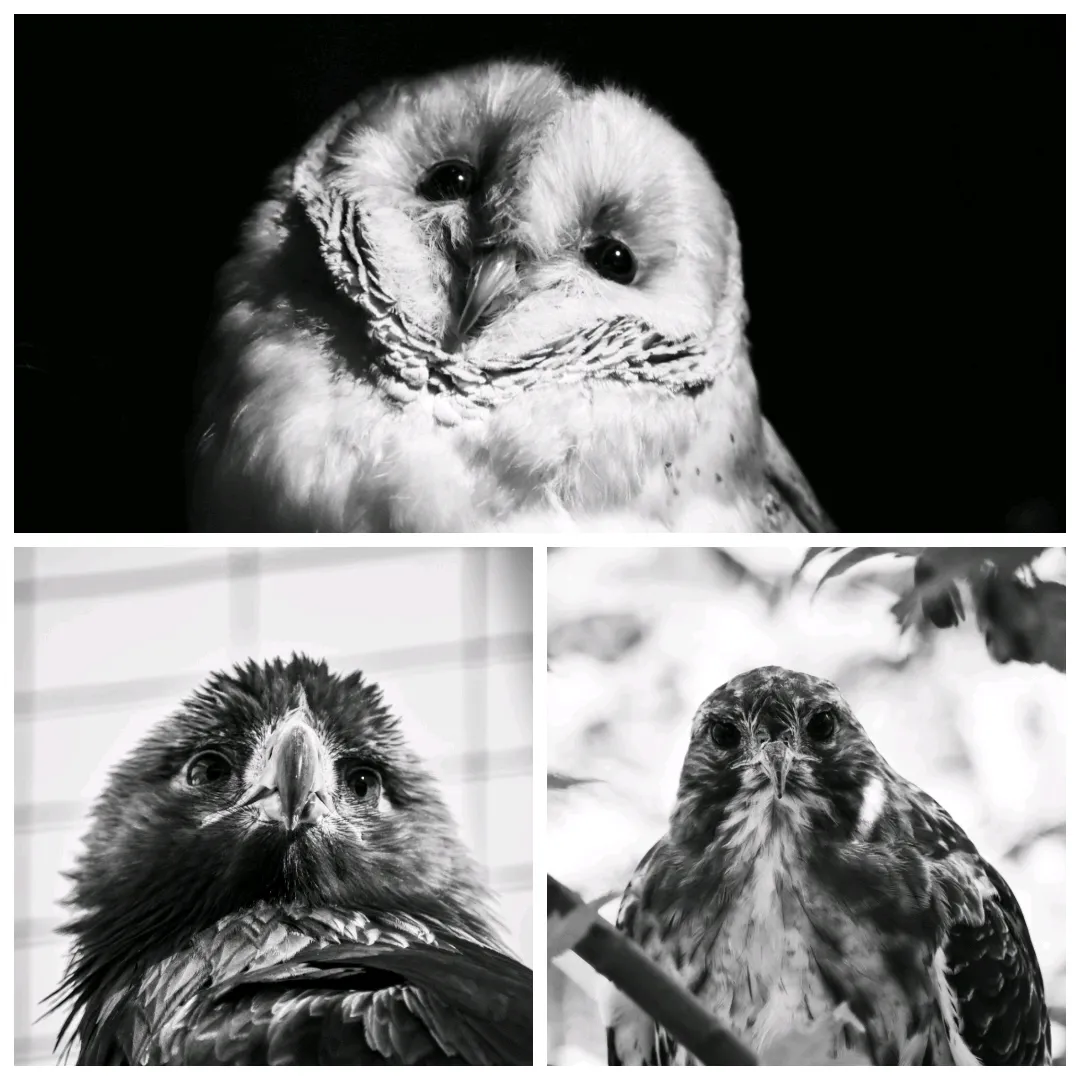 Triptych of birds of prey