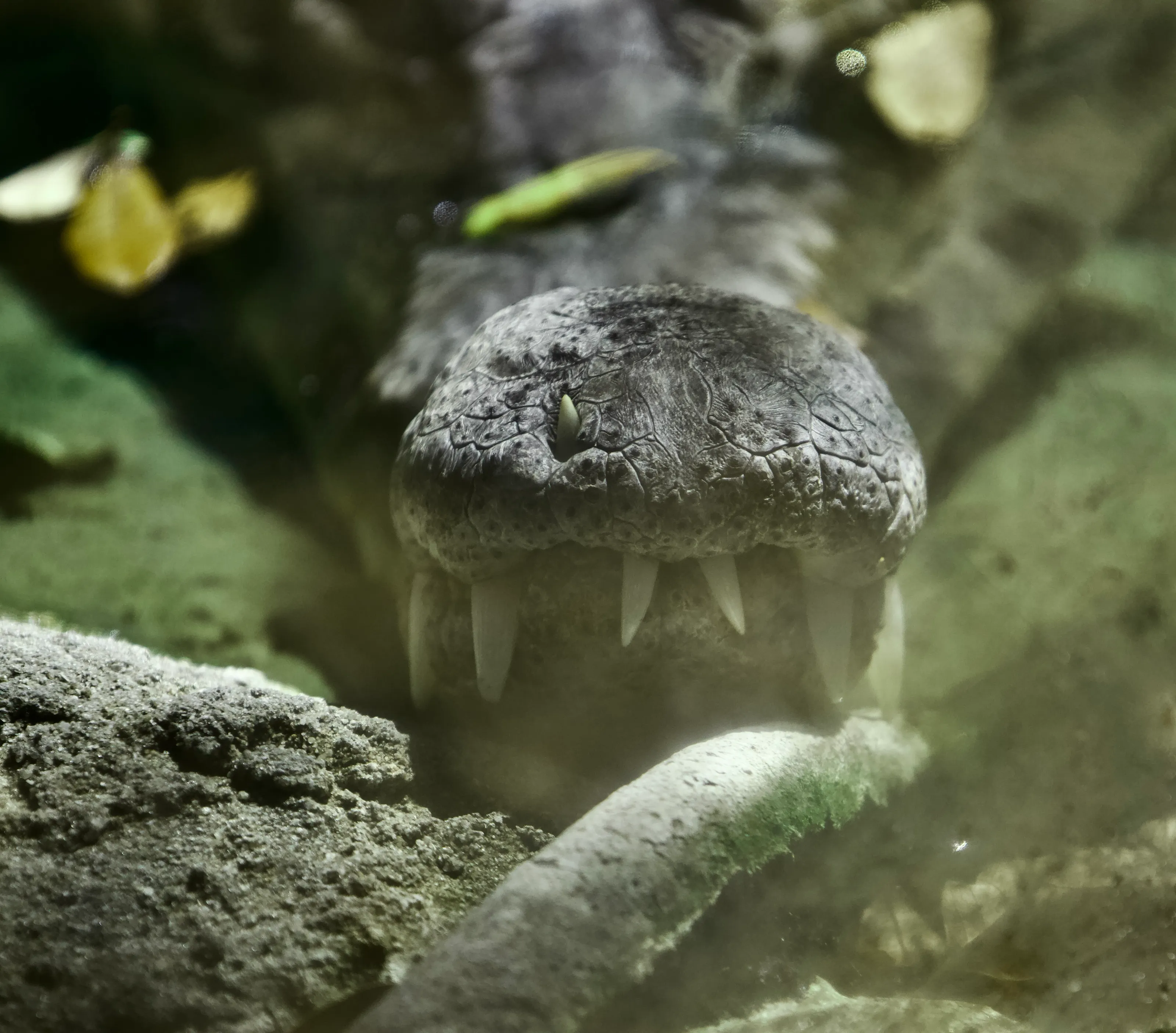 Crocodile Snout