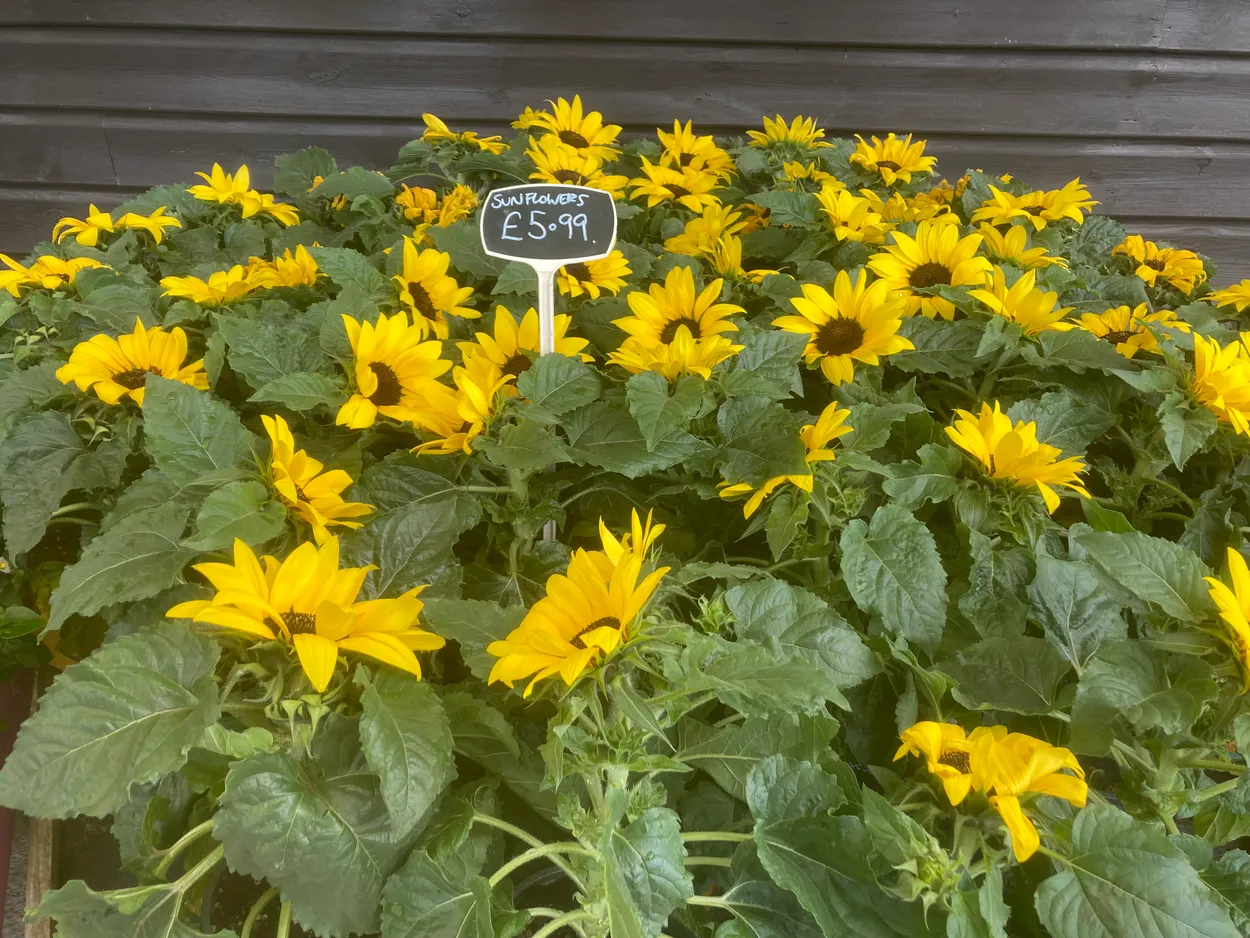 Sunflowers at the garden centre 🌻