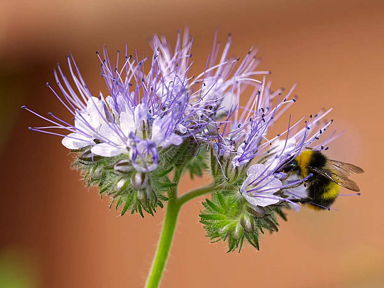 Bee on wildflower