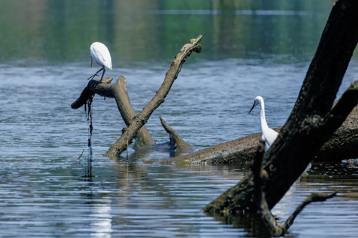 White egret