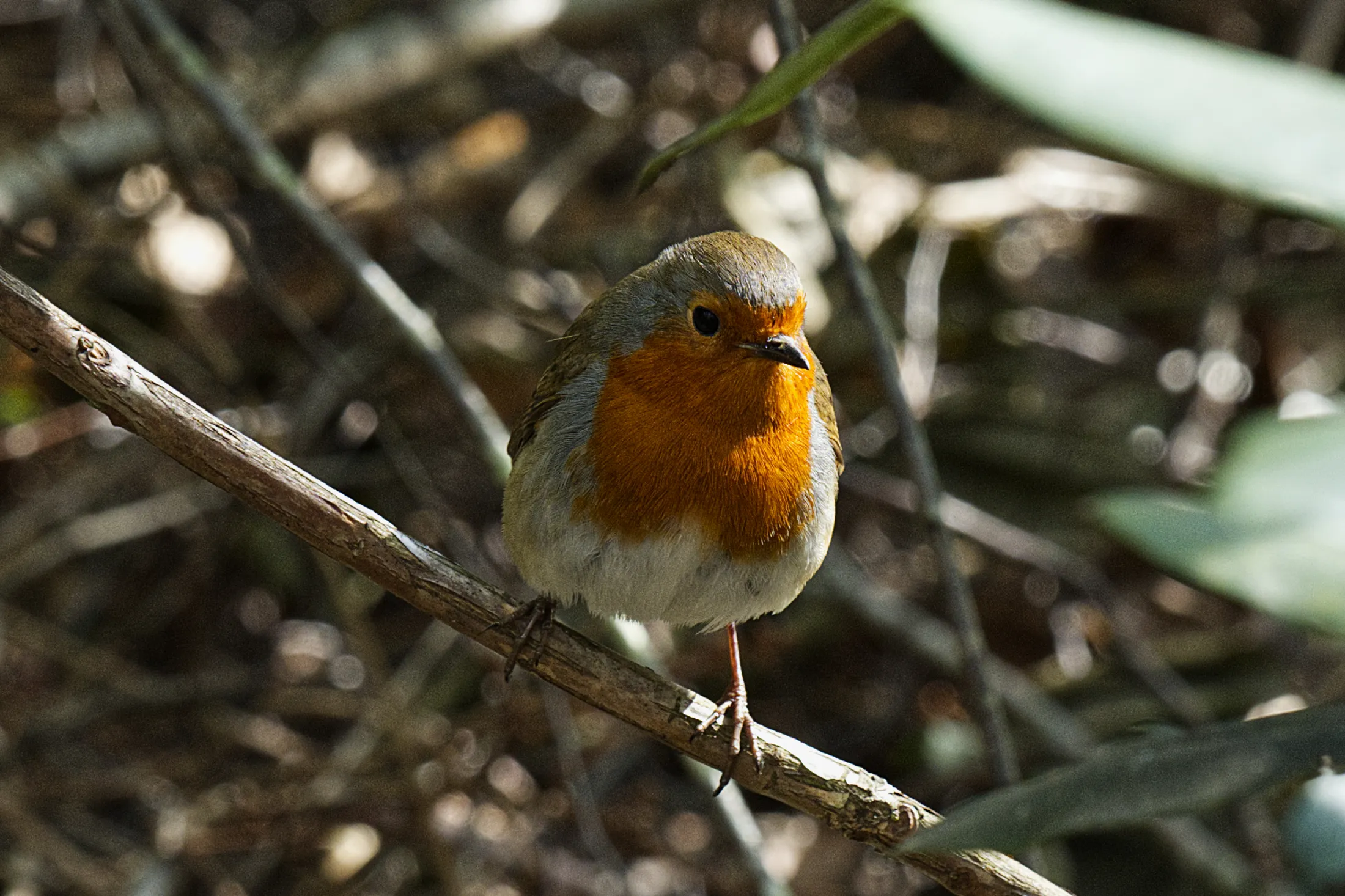 Robin in Dreamery Gardens