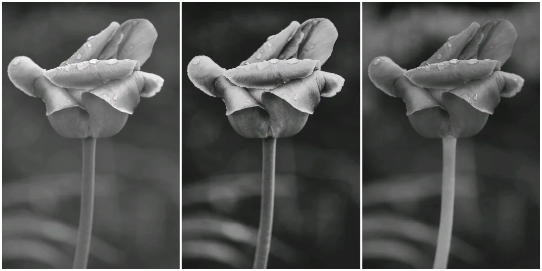 Tulip in triptych