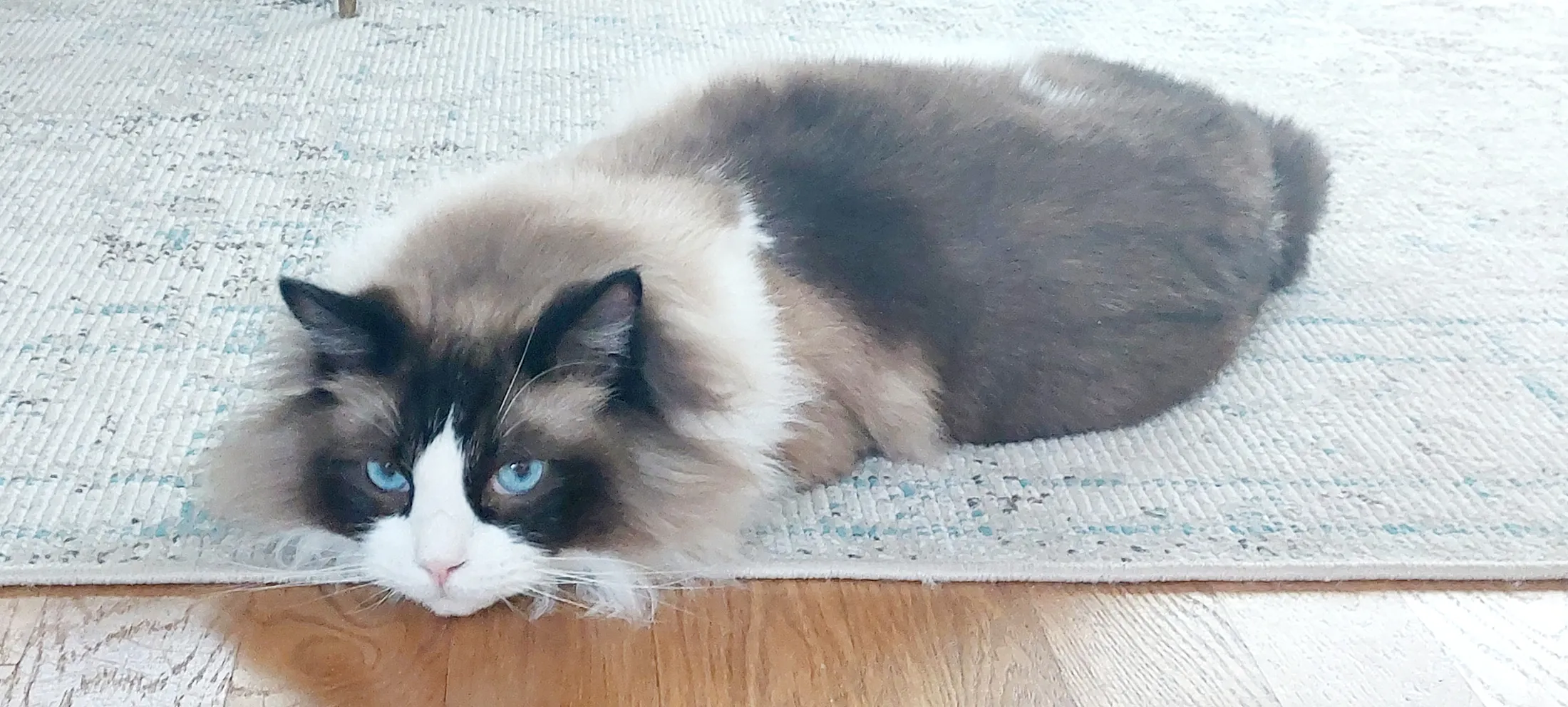 A cat