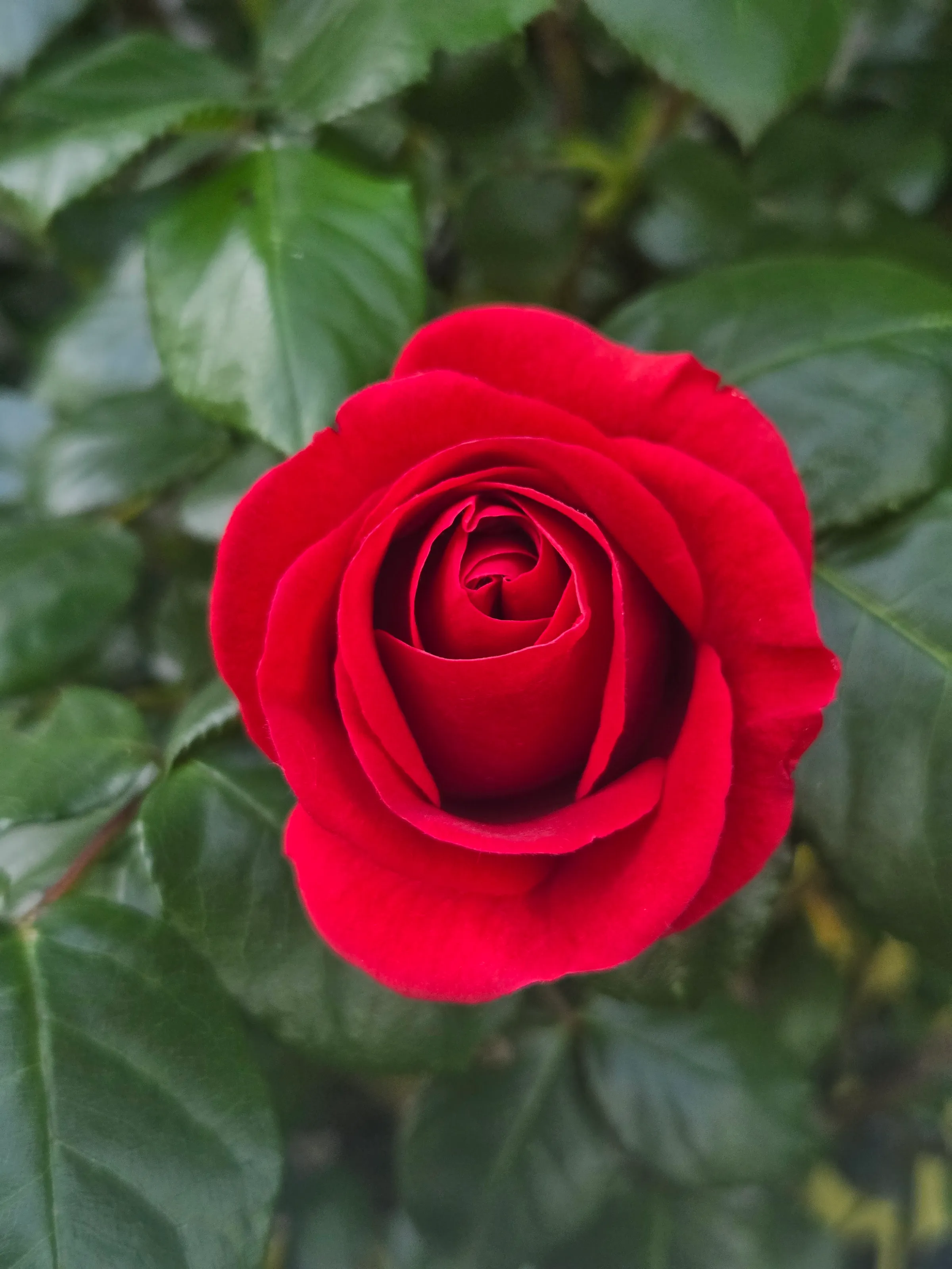 A rose by any other name...
