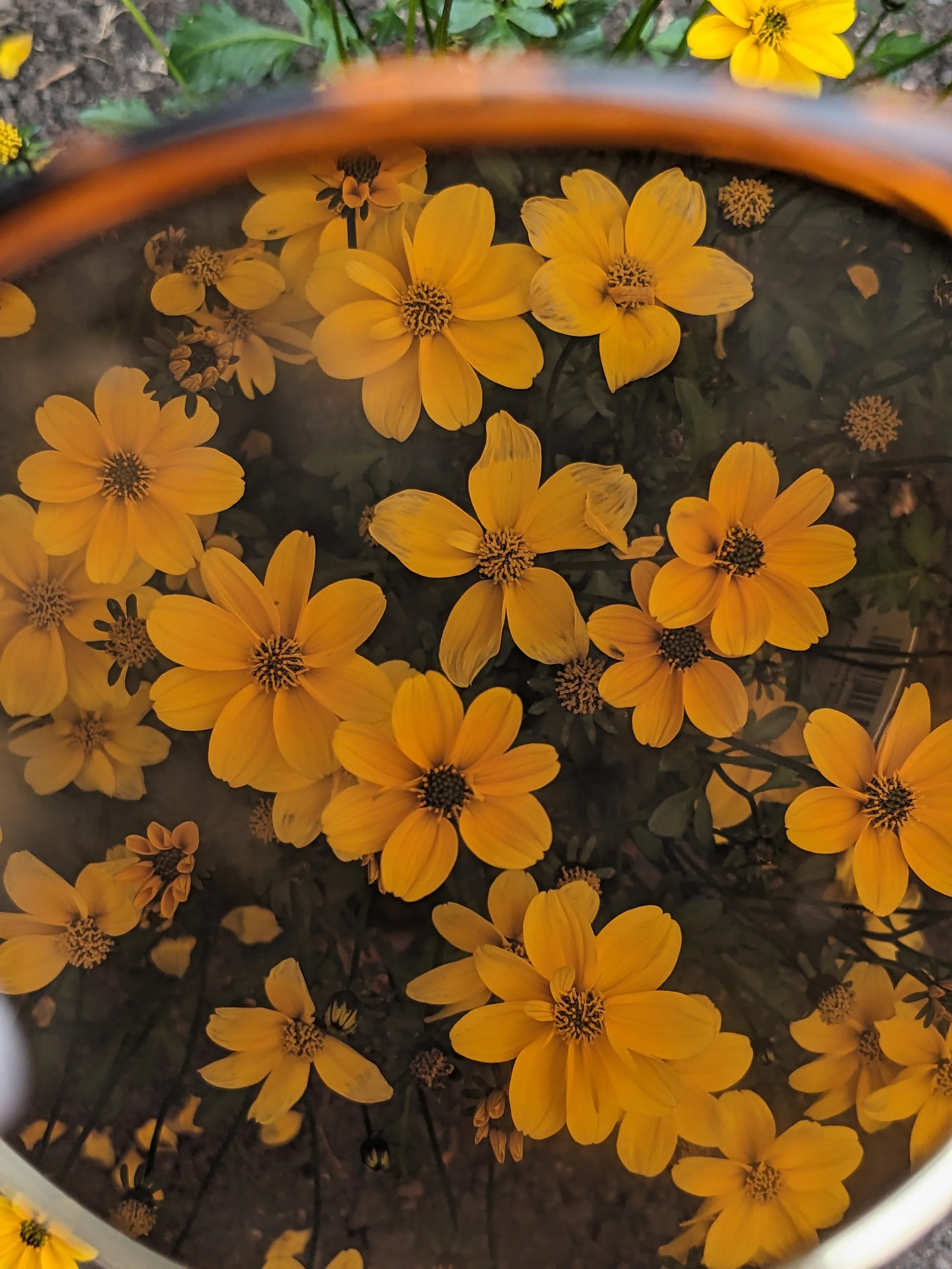 Tinted flowers