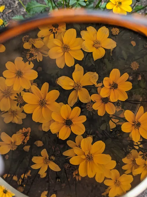 Tinted flowers
