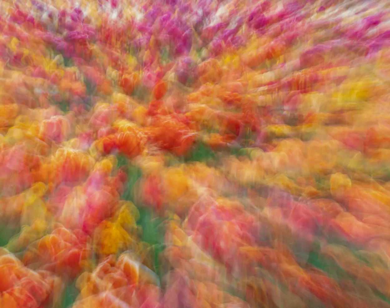 Tulleys Tulip Garden