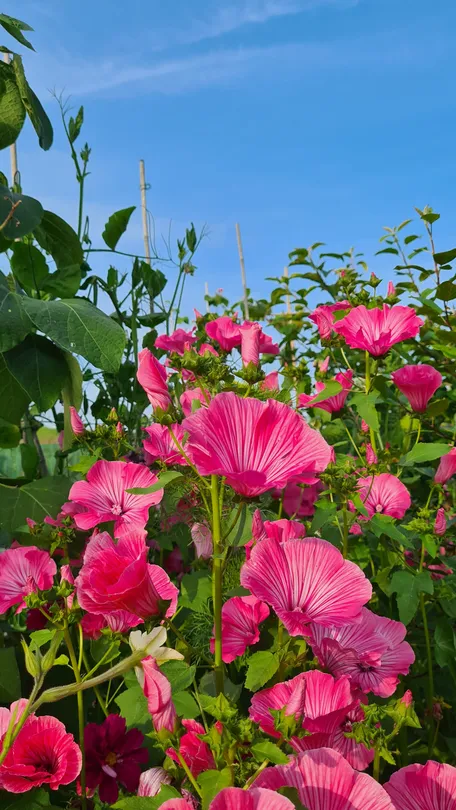 Flowers on a sunny Scottish day