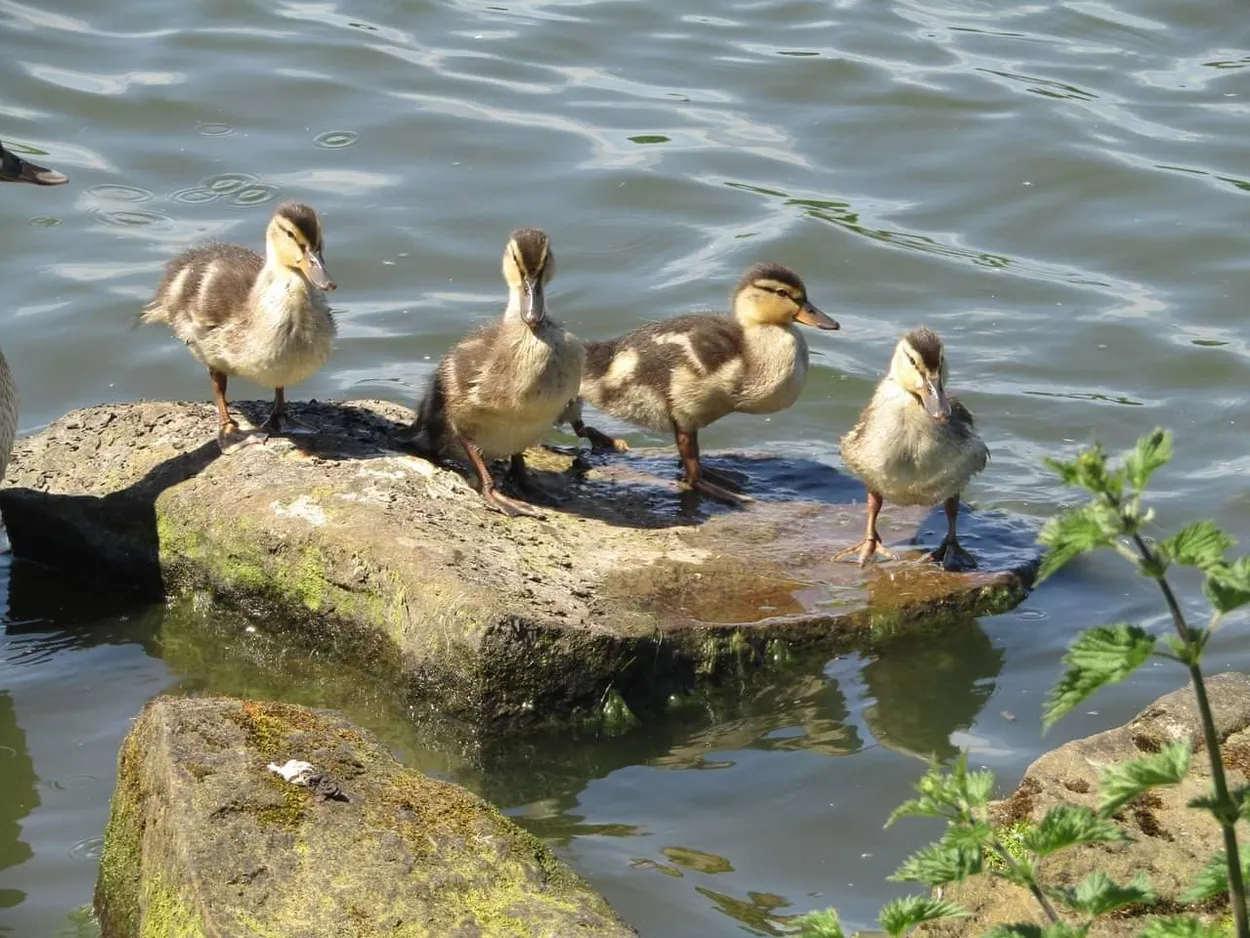 Birds of a feather stick together