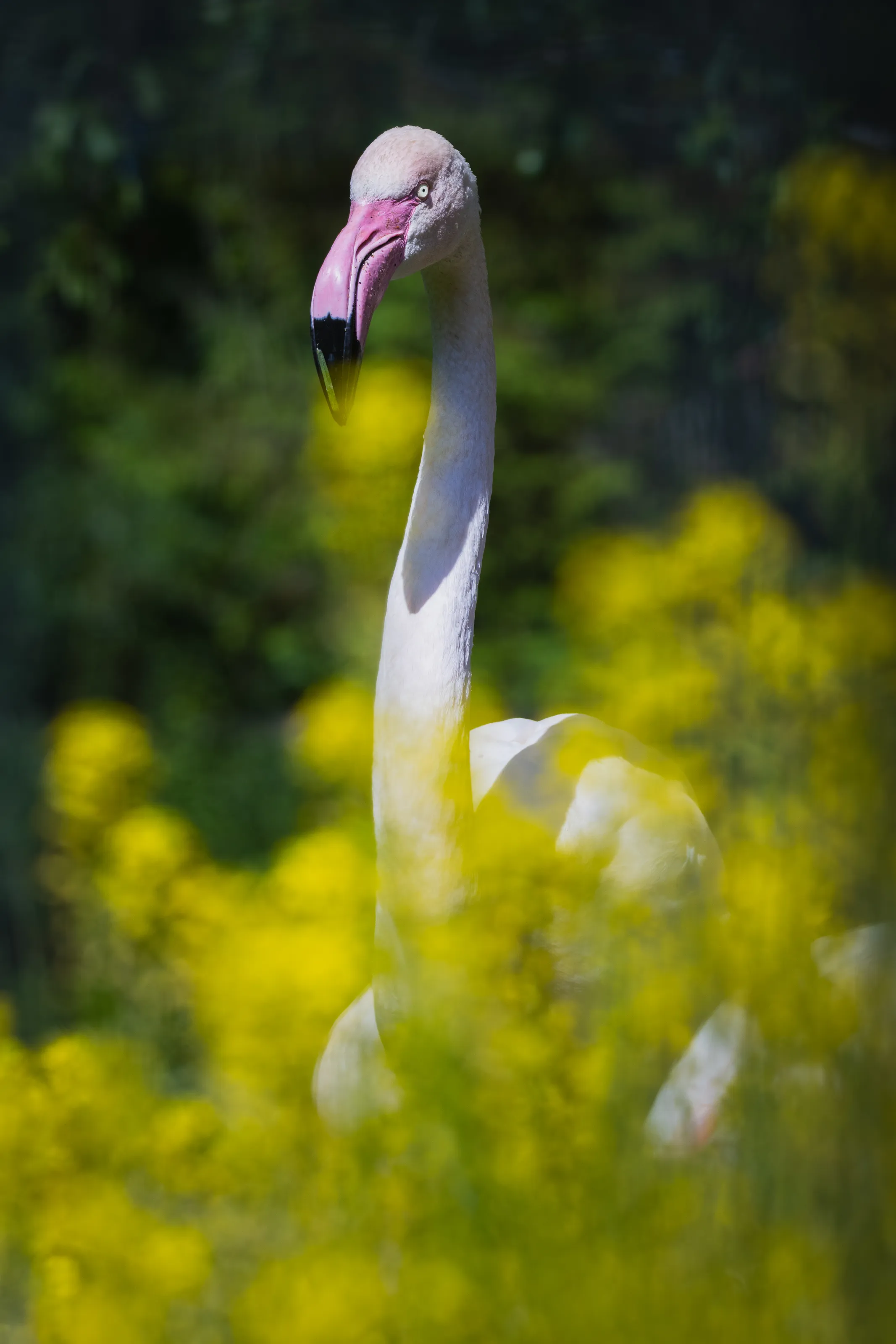 Flamingo through the bushes