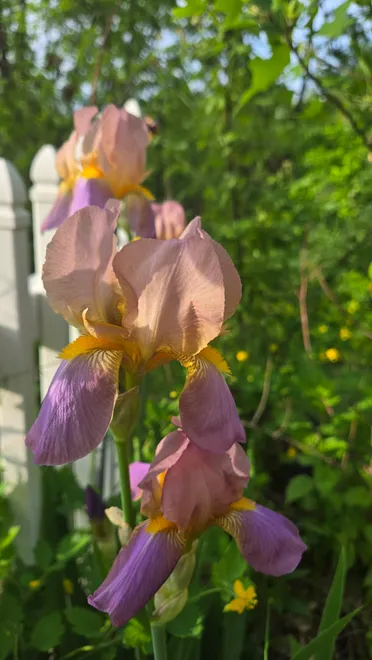 Iris.