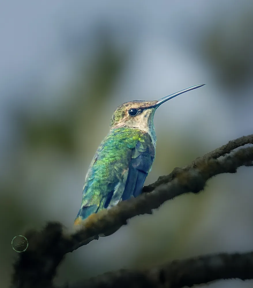 Hummer in a Tree