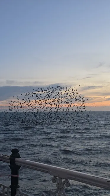 Brighton Starlings