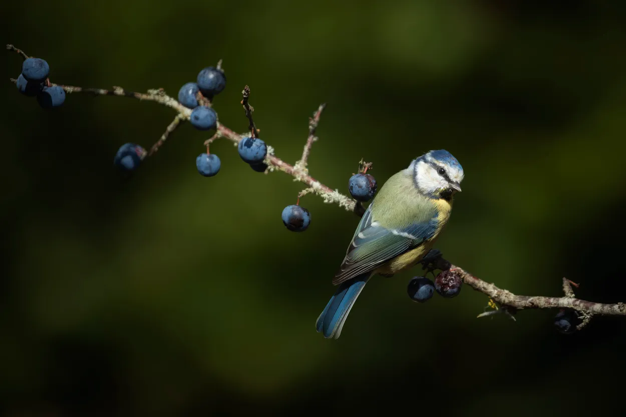 Blue Tit